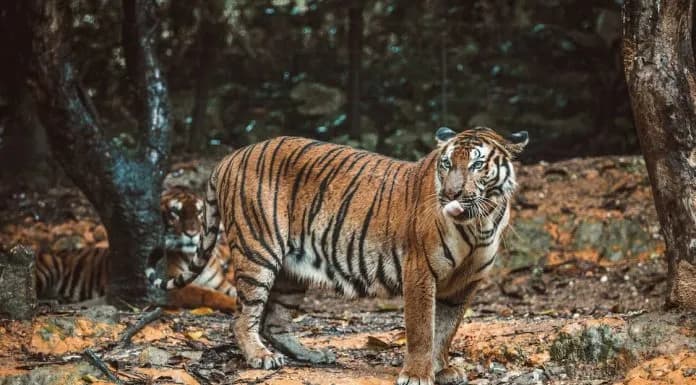 Mudumalai National Park Safari sidebar feature