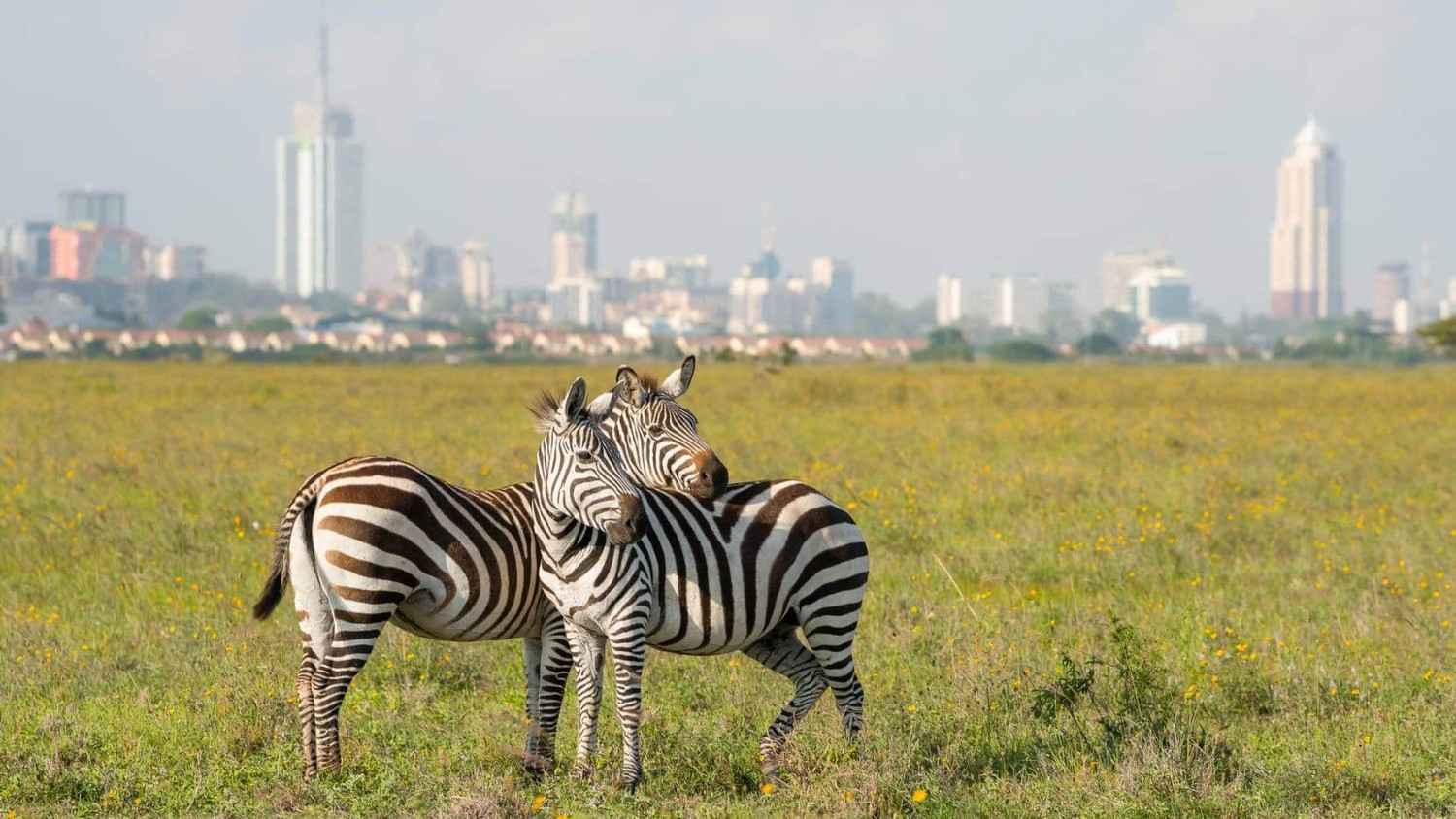 Nairobi destination photo 1