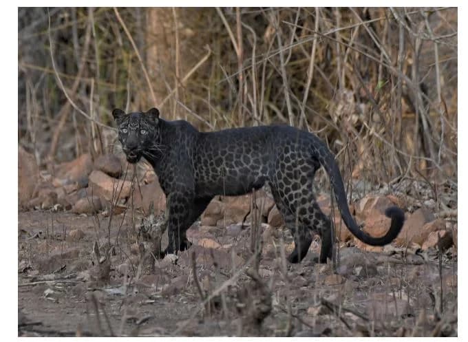 Navegaon Nagzira Tiger Reserve Safari sidebar feature
