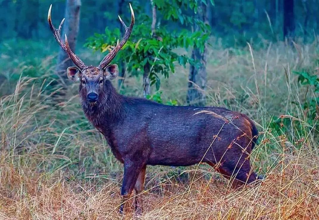 Navegaon Nagzira Tiger Reserve destination photo 1
