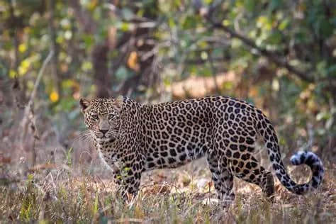 Navegaon Nagzira Tiger Reserve destination photo 2
