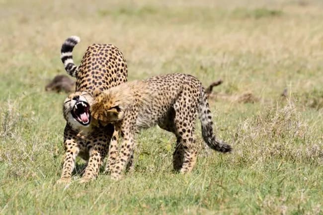 Ol Pejeta Conservancy Safari visual card