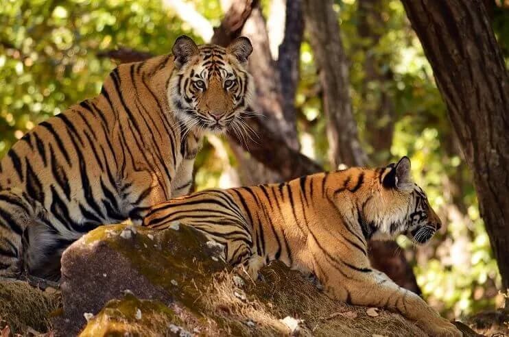 Panna Tiger Reserve destination photo 1