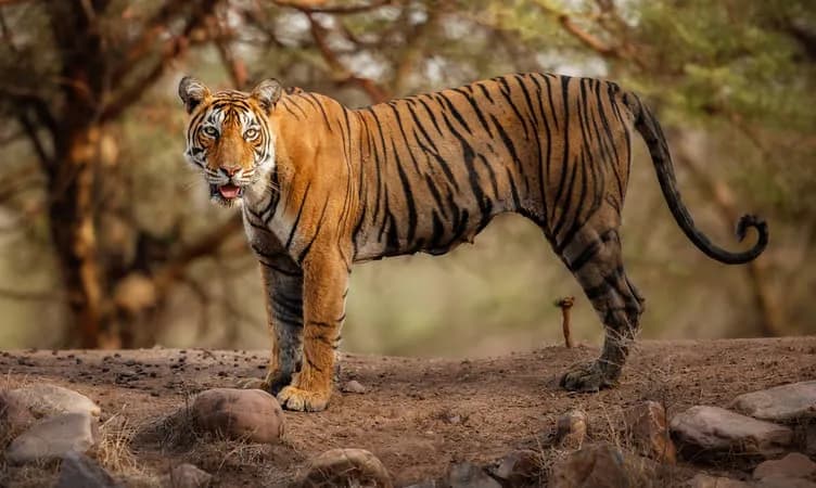 Panna Tiger Reserve destination photo 2
