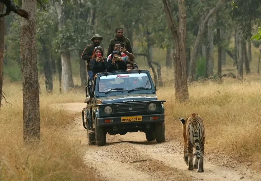 Pench Tiger Reserve Safari sidebar feature