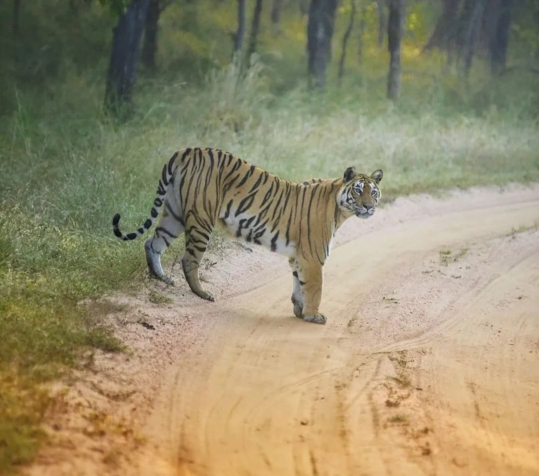 Pench Tiger Reserve destination photo 2