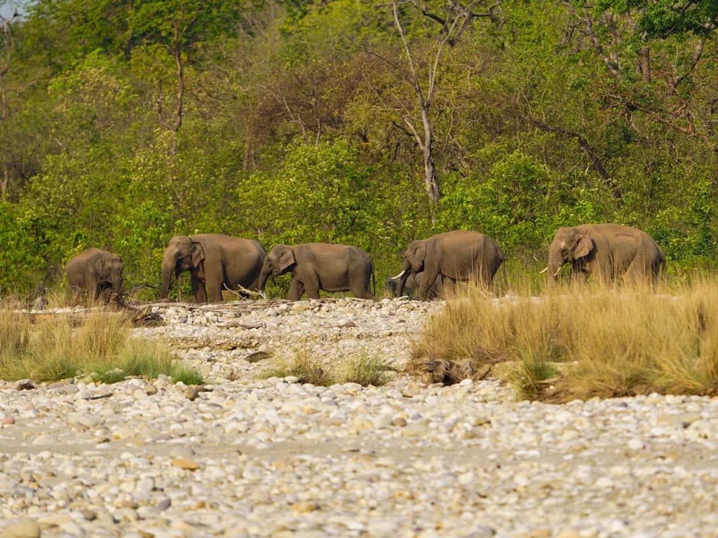 Rajaji National Park destination photo 3