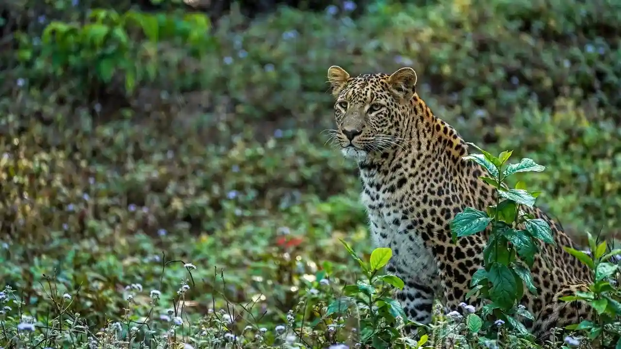 Rajaji National Park Safari visual card