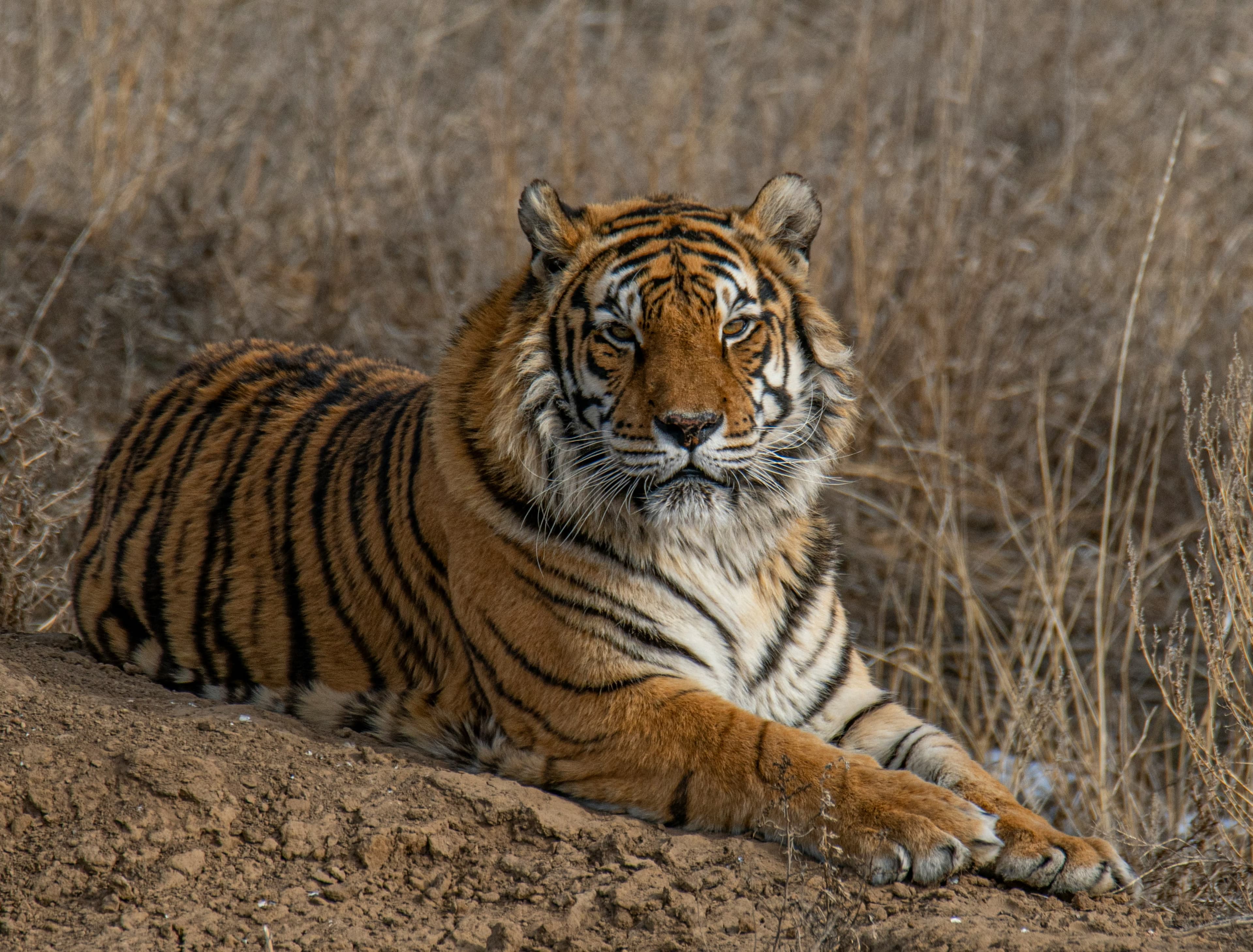Ranthambore National Park destination photo 2