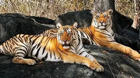 Ratapani Tiger Reserve destination photo 1