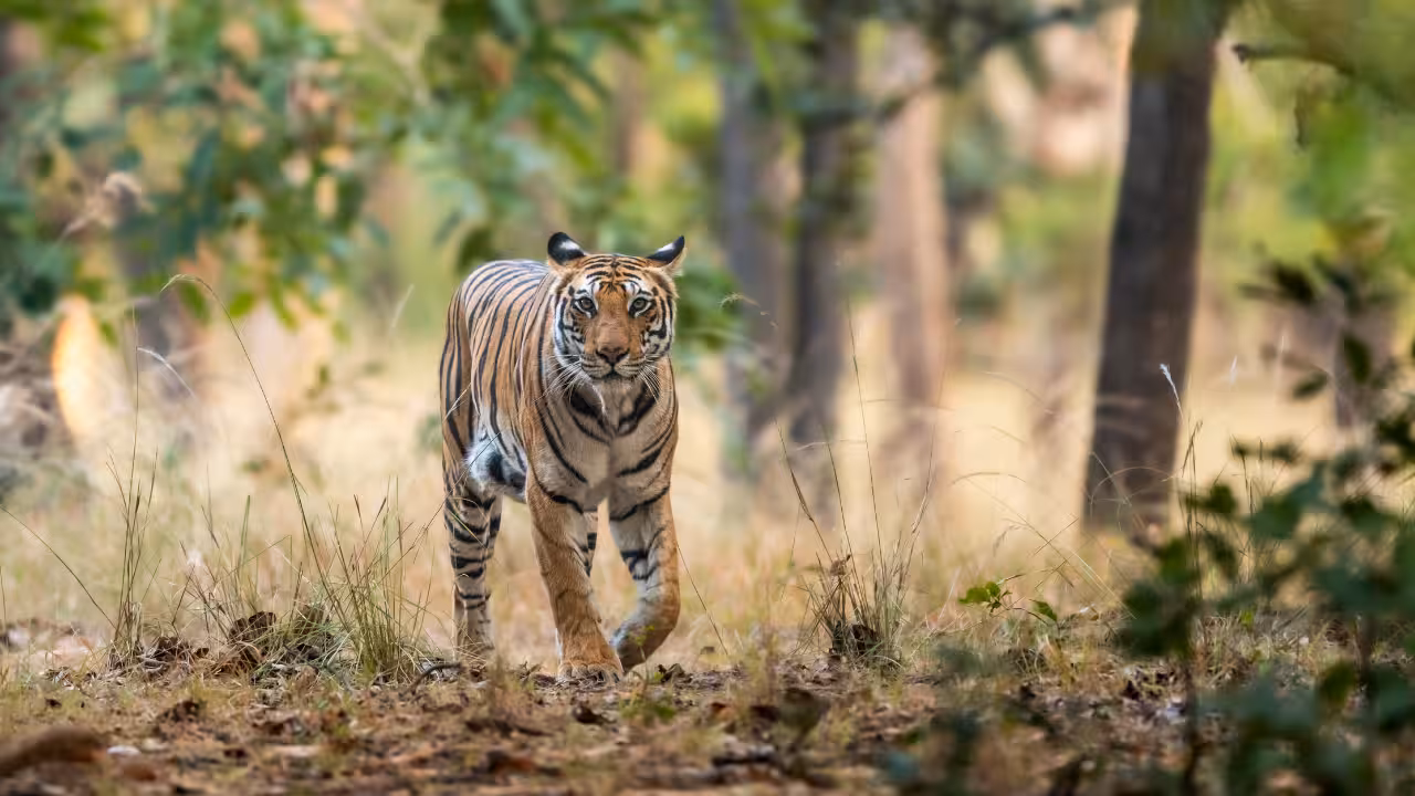Ratapani Tiger Reserve destination photo 2