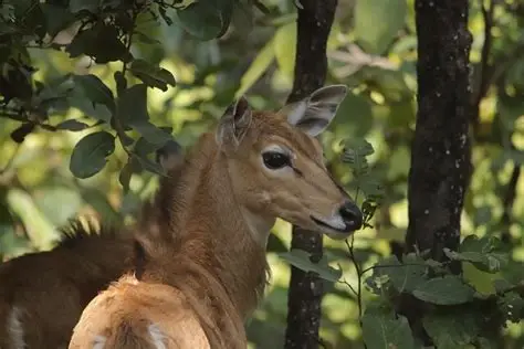 Sanjay Dubri National Park Safari visual card
