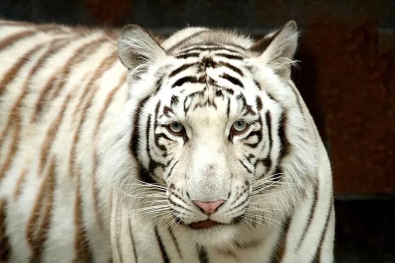 Sanjay Dubri National Park Safari sidebar feature