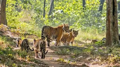 Satpura Tiger Reserve Safari visual card