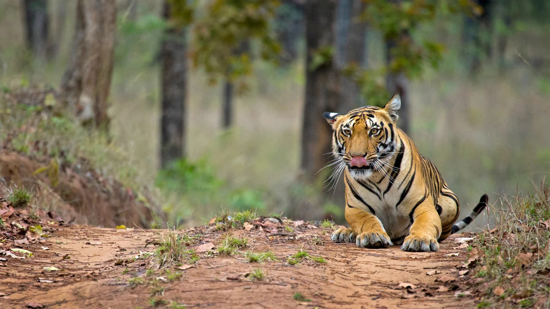 Satpura Tiger Reserve Safari sidebar feature