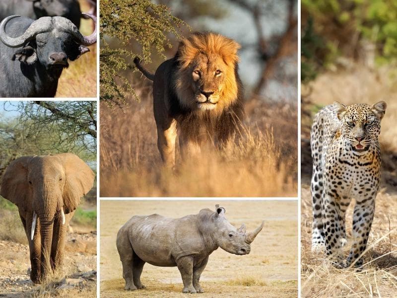 Serengeti National Park Safari sidebar feature