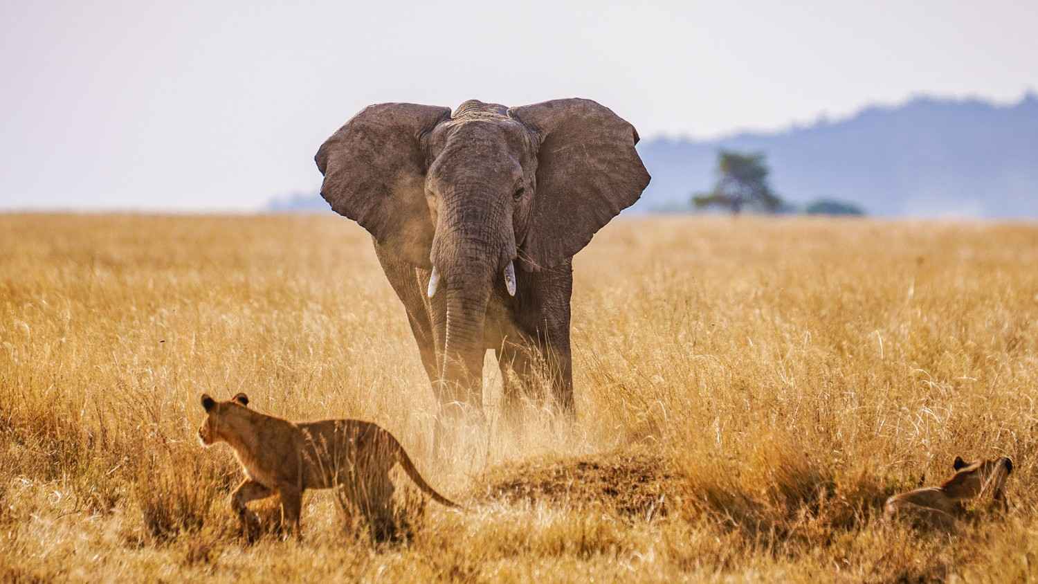 Serengeti National Park destination photo 2