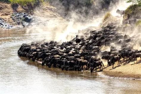 Serengeti National Park destination photo 1