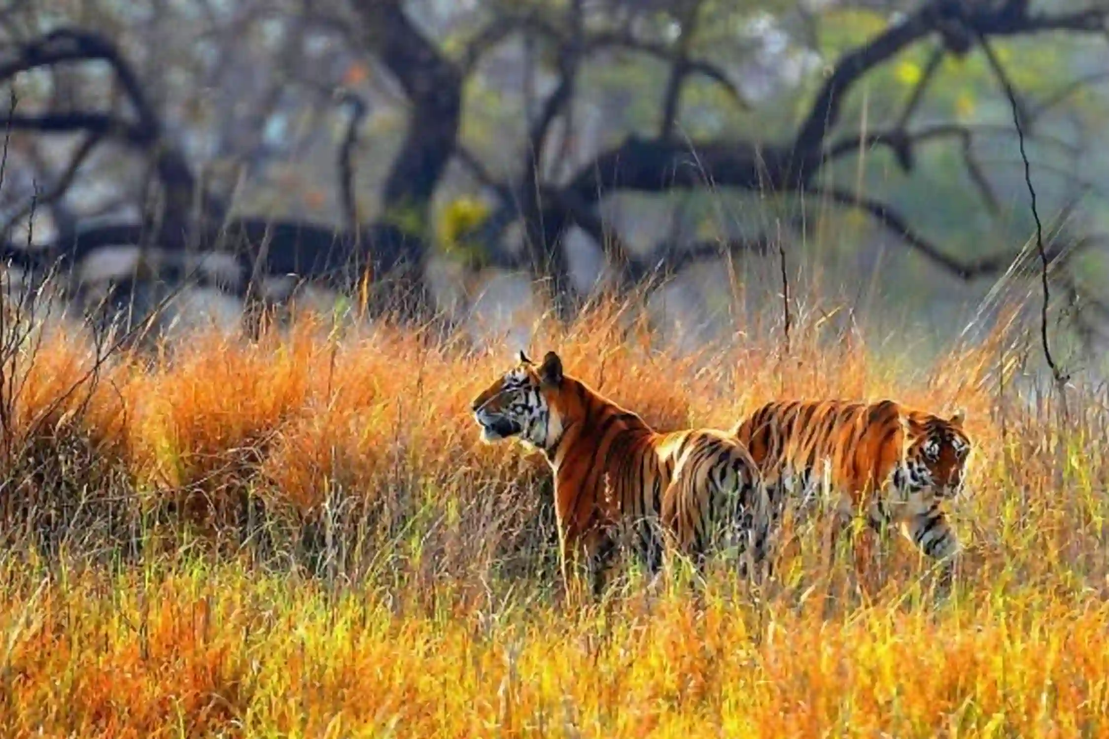 Simlipal National Park Safari sidebar feature
