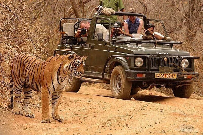 Tadoba Andhari Tiger Reserve Safari sidebar feature