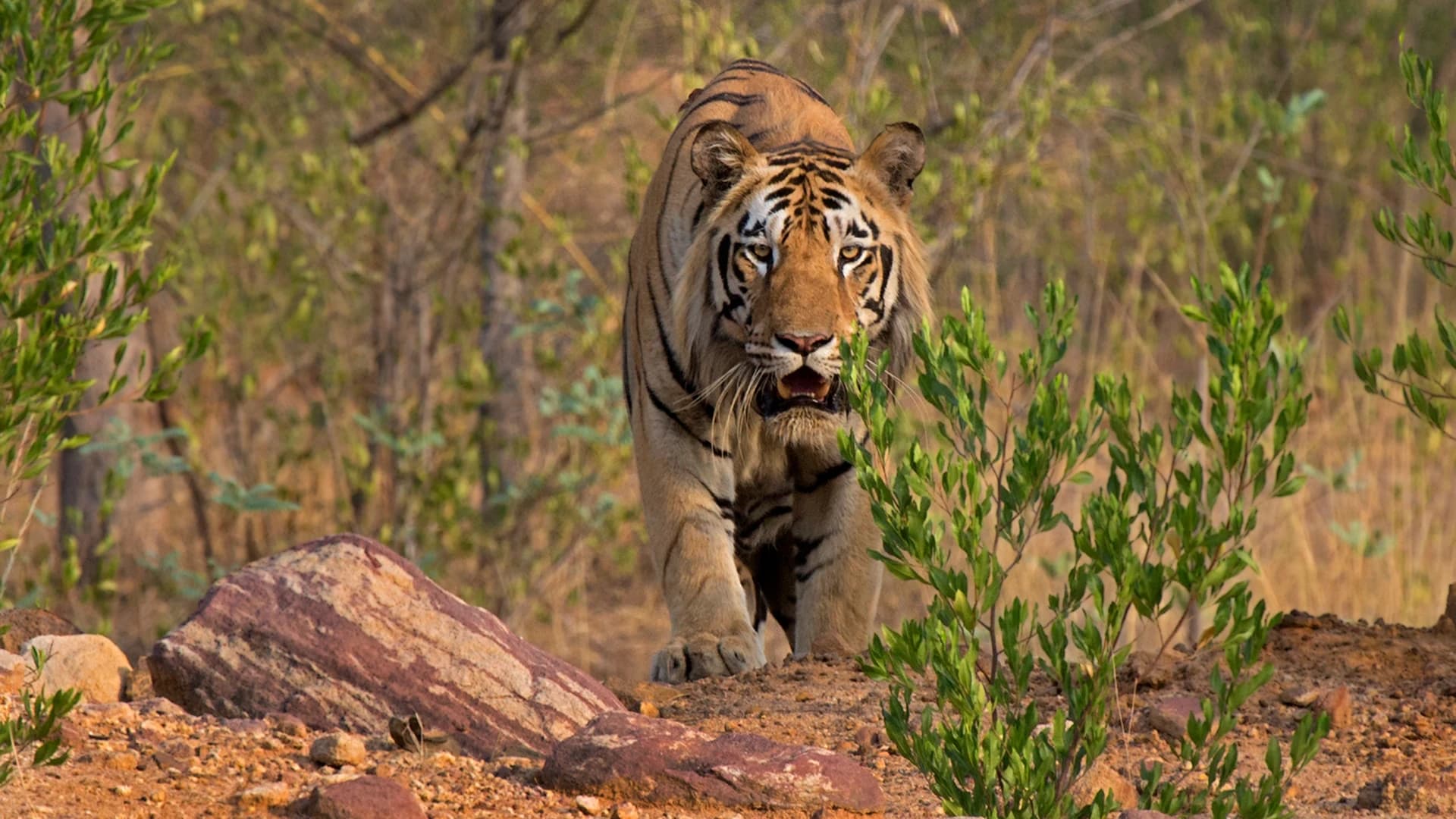 Tadoba Andhari Tiger Reserve destination photo 1