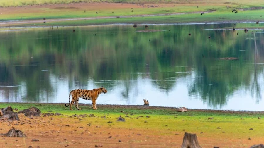 Tadoba Andhari Tiger Reserve destination photo 3