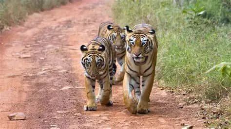 Tadoba Andhari Tiger Reserve destination photo 2