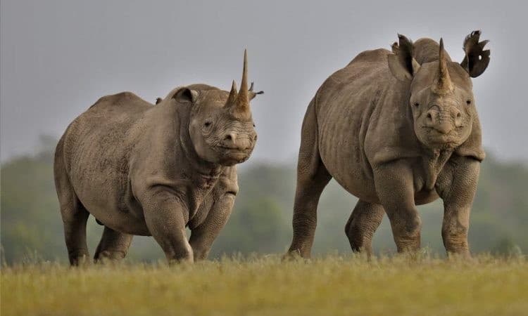 Tsavo East & West Safari sidebar feature