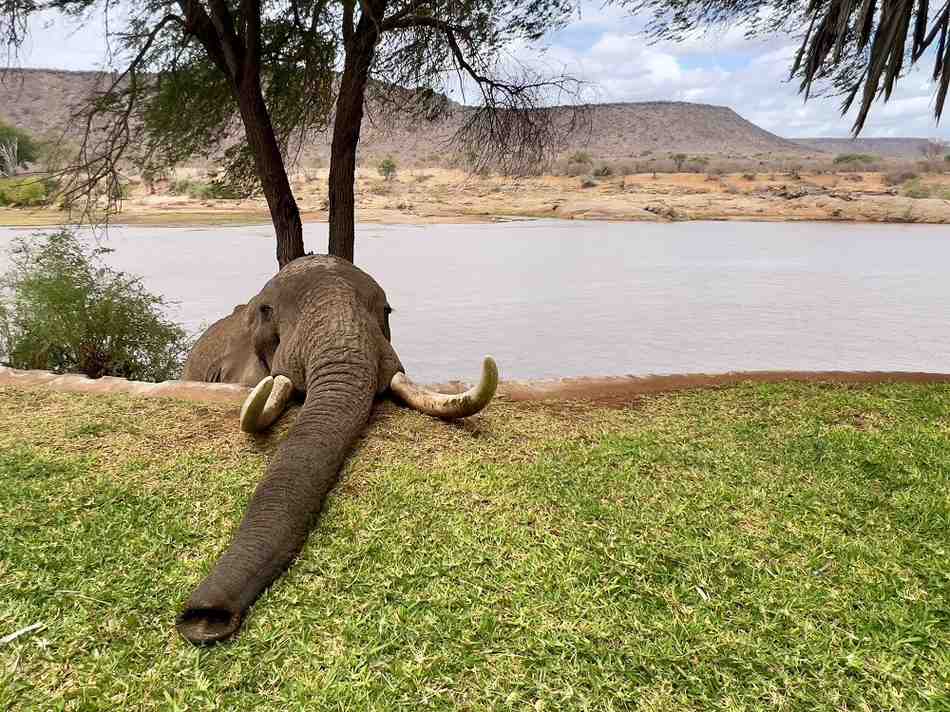Tsavo East & West Safari visual card
