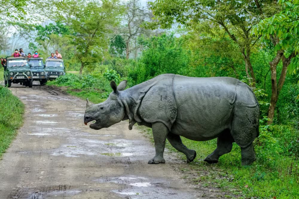 Assam Tour destination photo 1