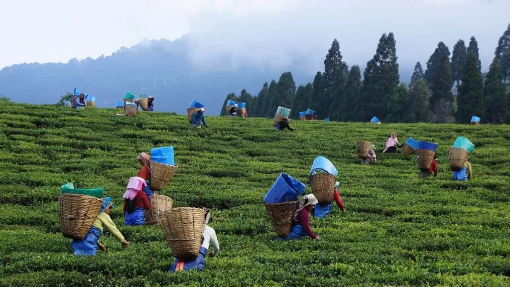 Assam Tour sidebar feature