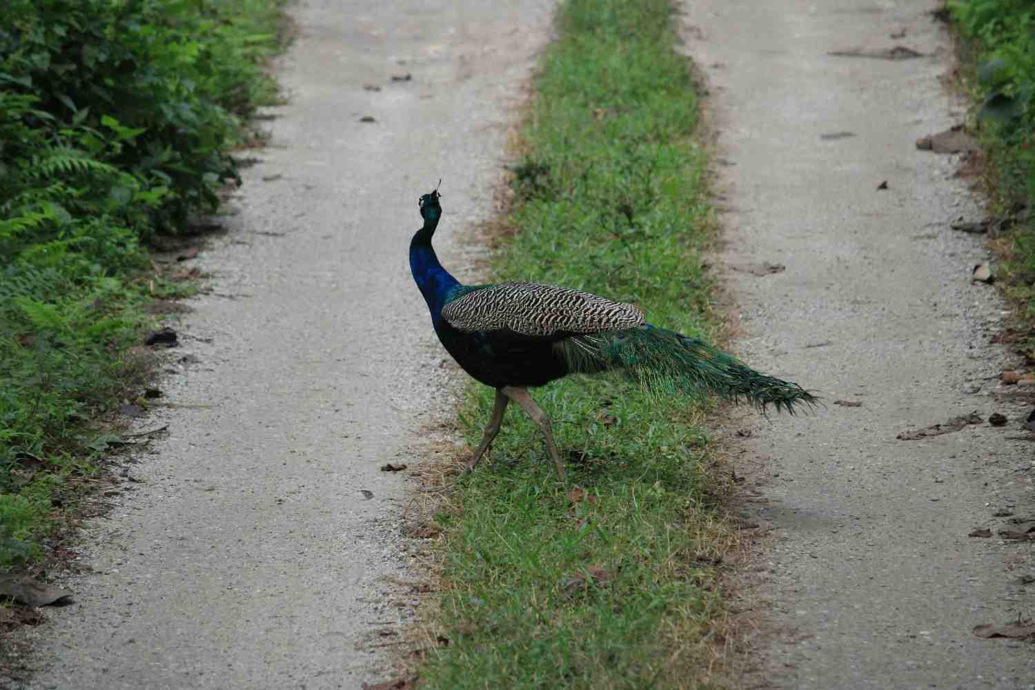 Dooars destination photo 2