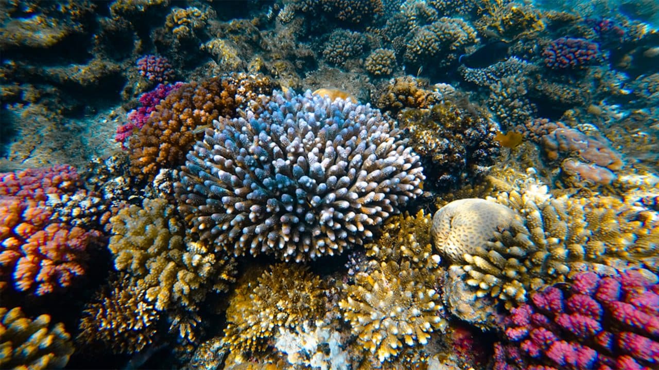 Lakshadweep destination photo 3