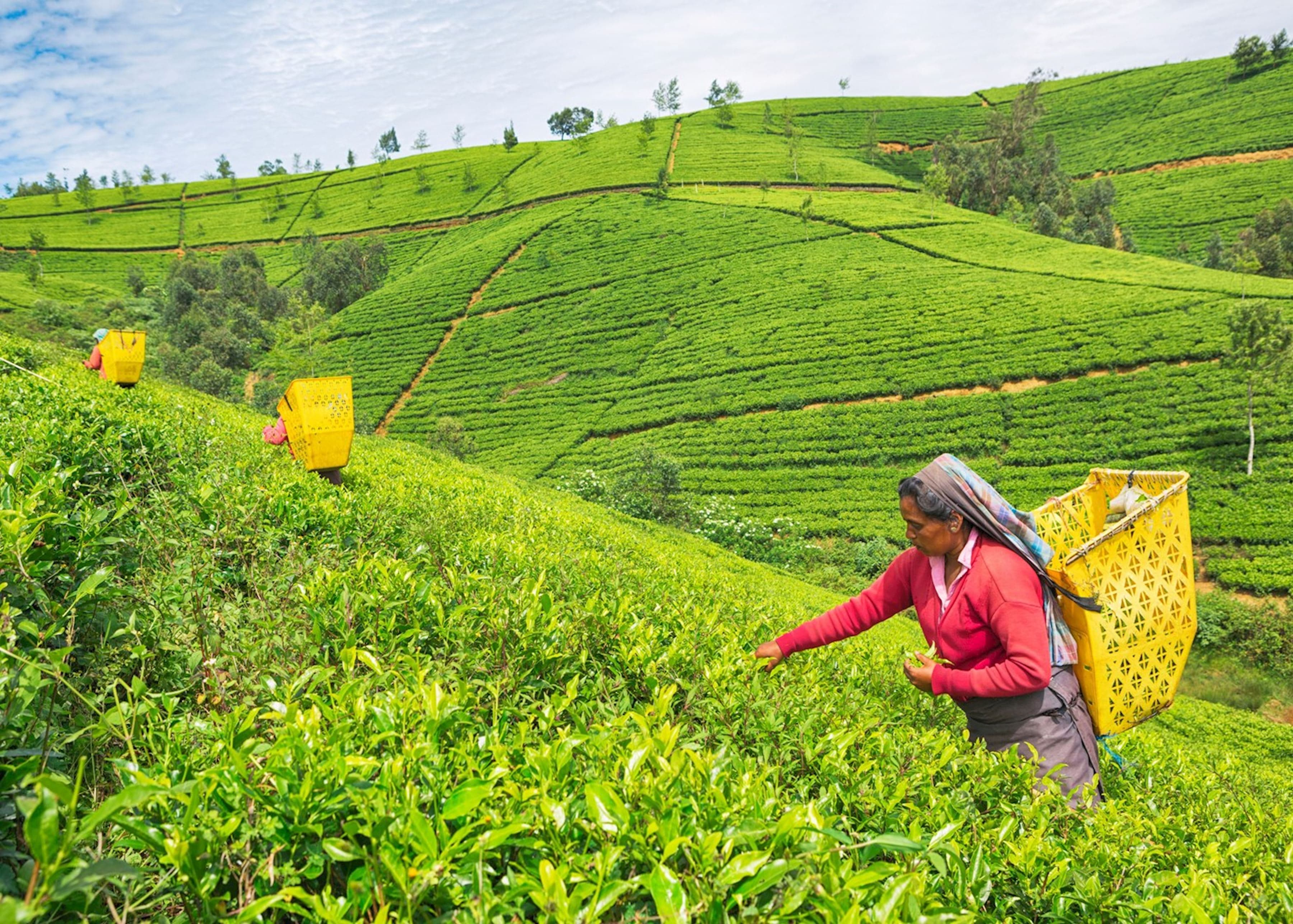 Sri Lanka destination photo 3