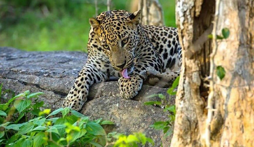 Sri Lanka Tour Package visual card