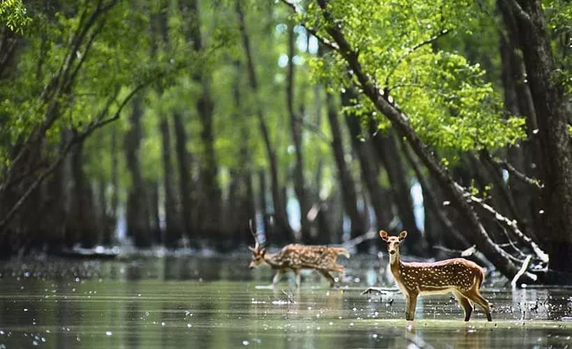 Sundarban destination photo 3
