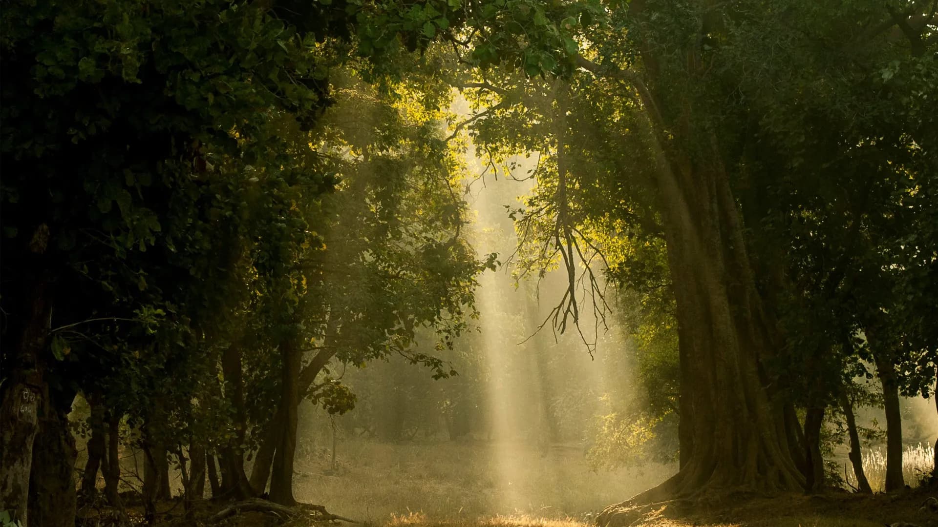 Bandhavgarh National Park Safari visual 1