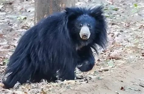 Sloth Bear Sightings