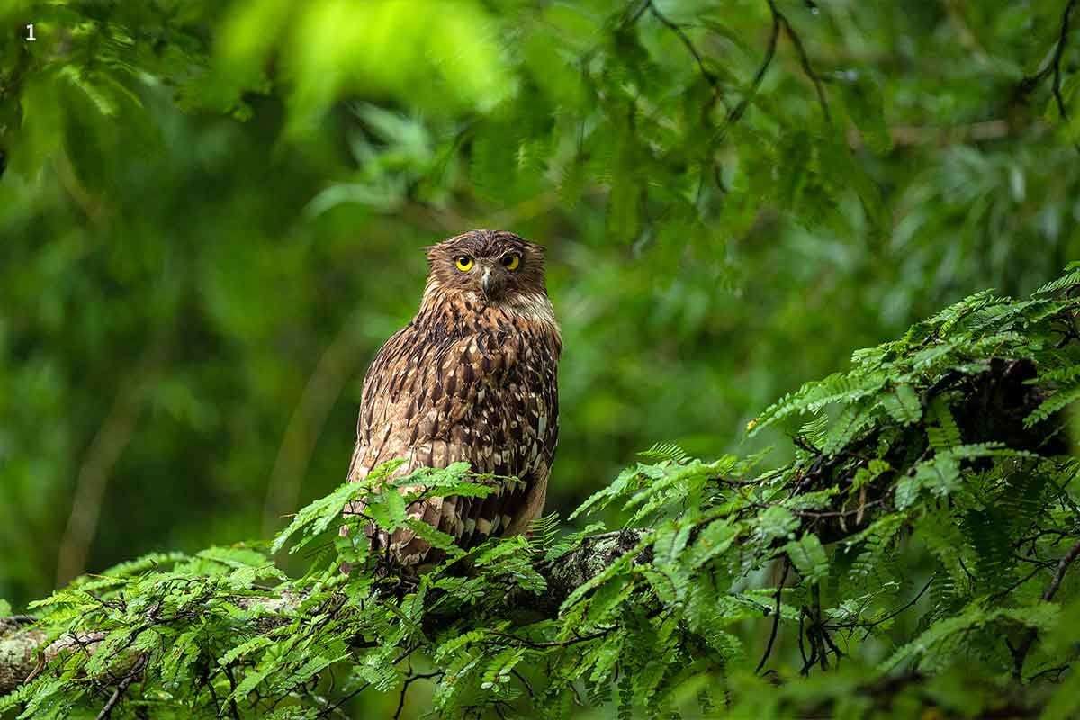 Bird Watching