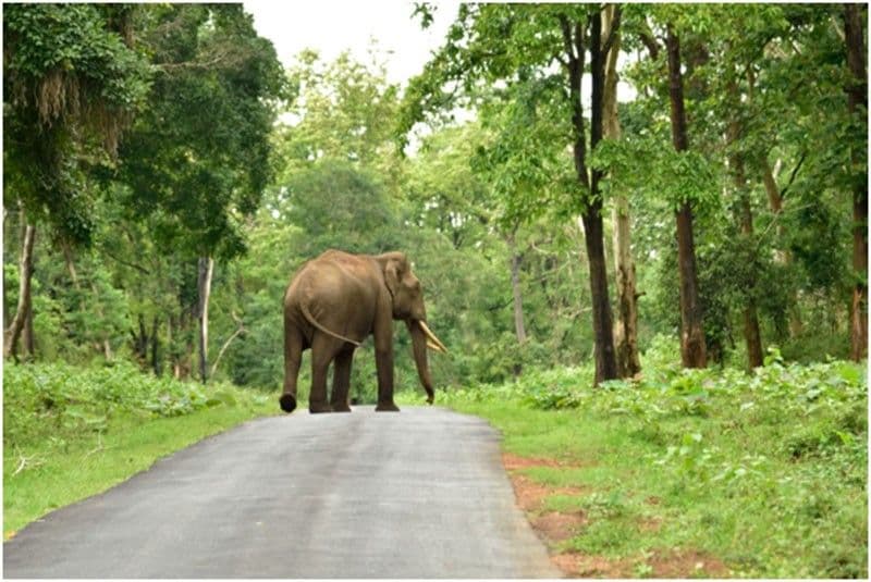 Bandipur Jungle Safari scenic backdrop