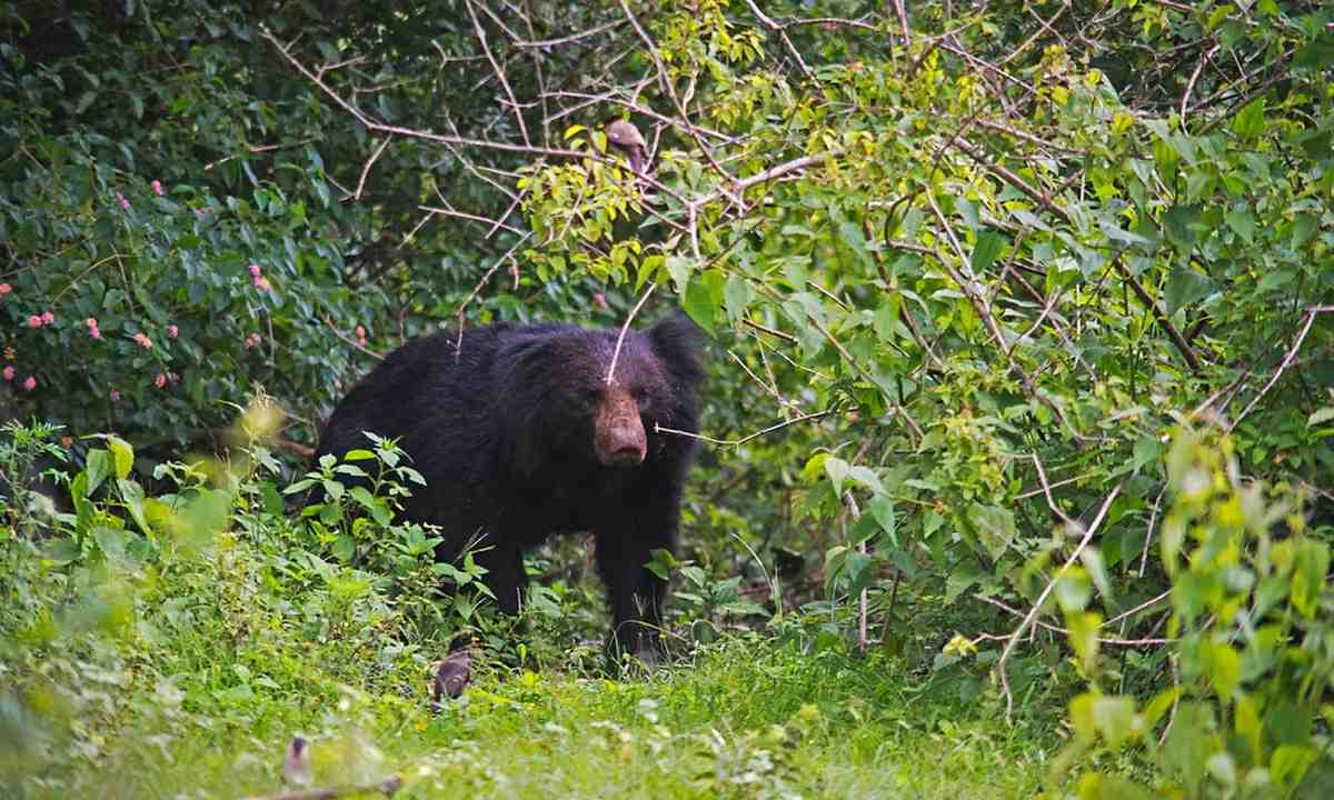 Bandipur Jungle Safari visual 2
