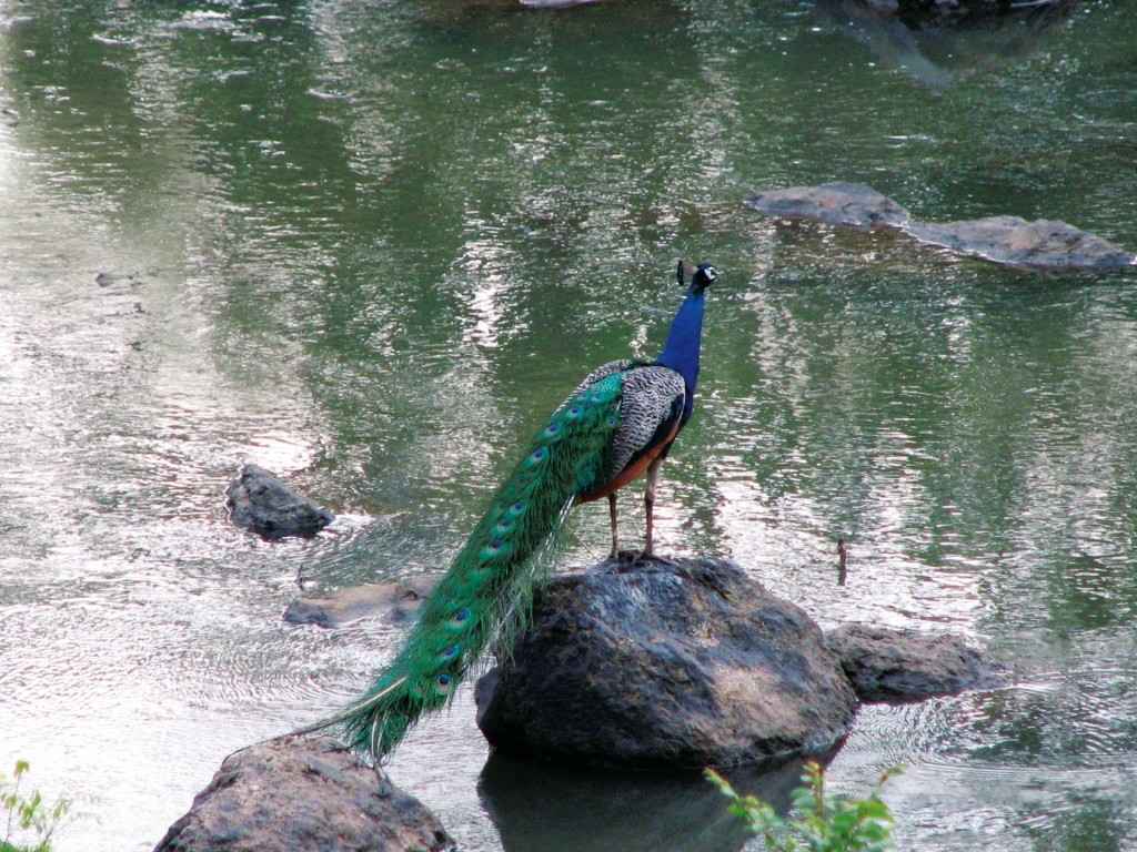 Bandipur Jungle Safari visual 1