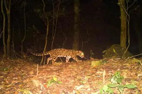 Leopard Spotting