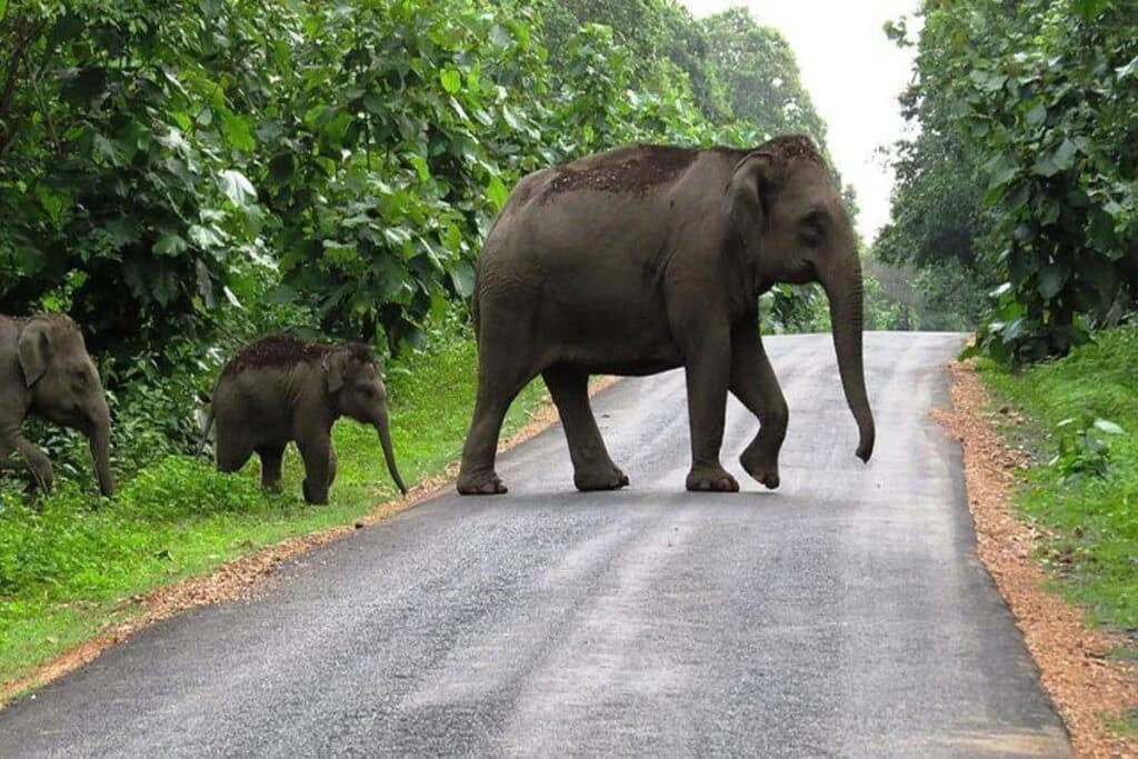 Chilapata Forest Safari visual 1