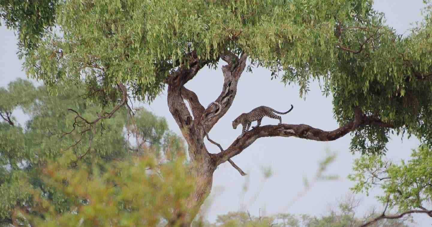 Chobe National Park Safari scenic backdrop