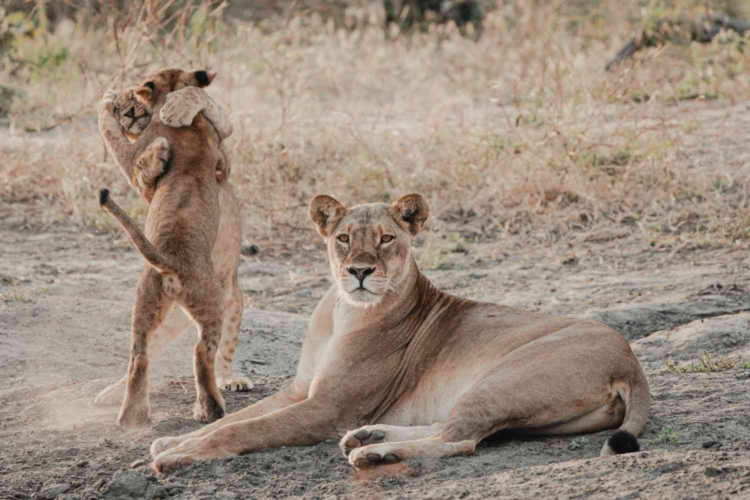 Predator Safari