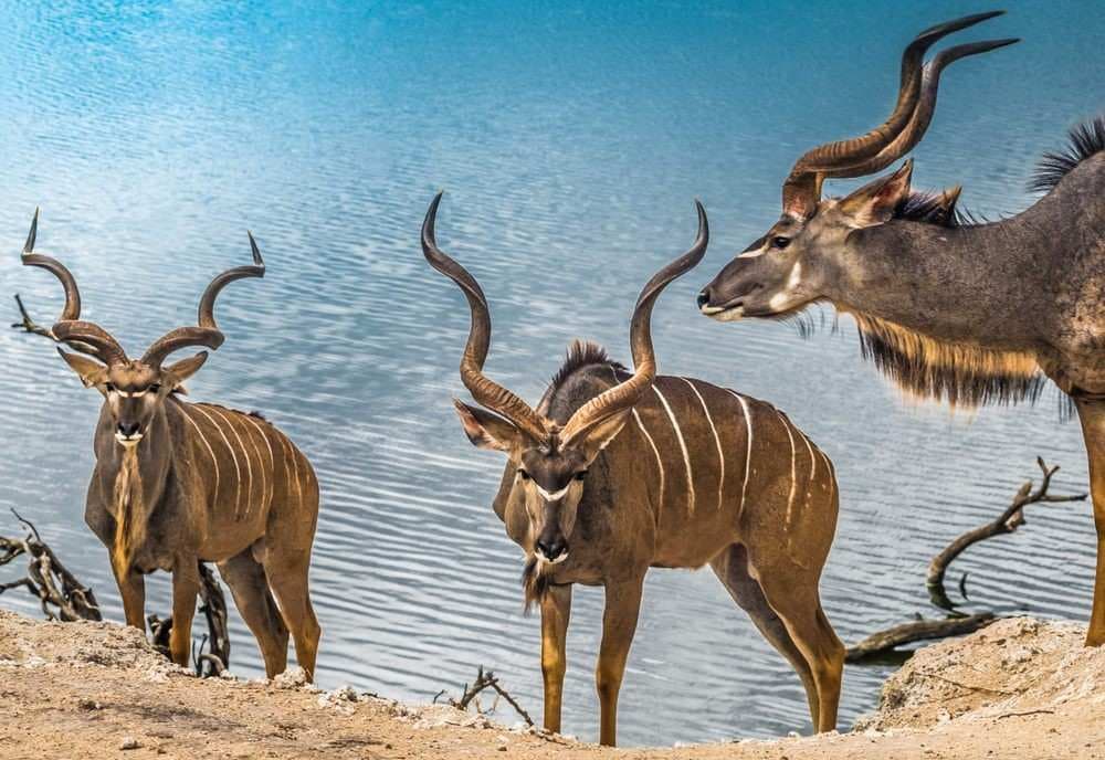 Chobe National Park Safari visual 1