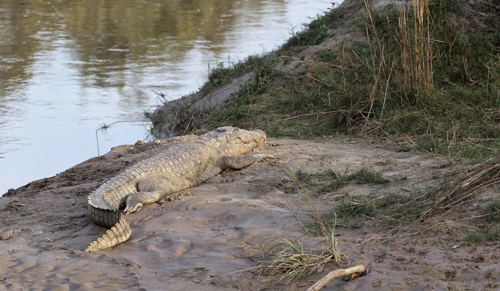 Dudhwa National Park Safari visual 3