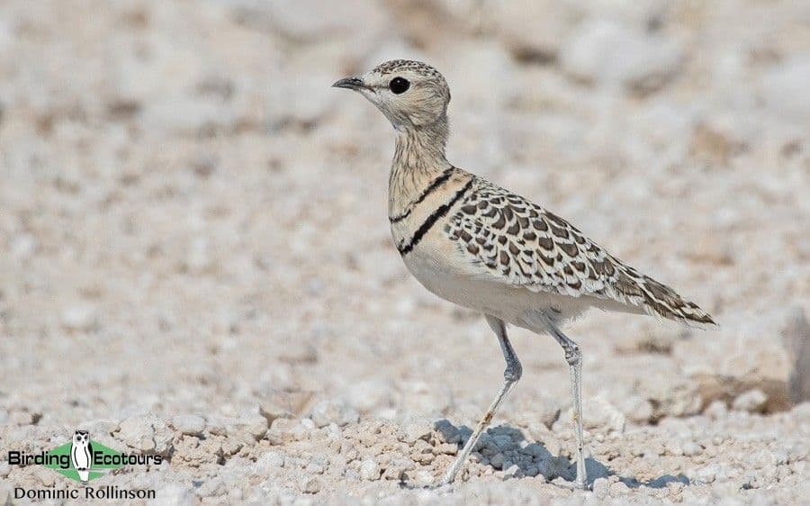 Etosha National Park Safari visual 3