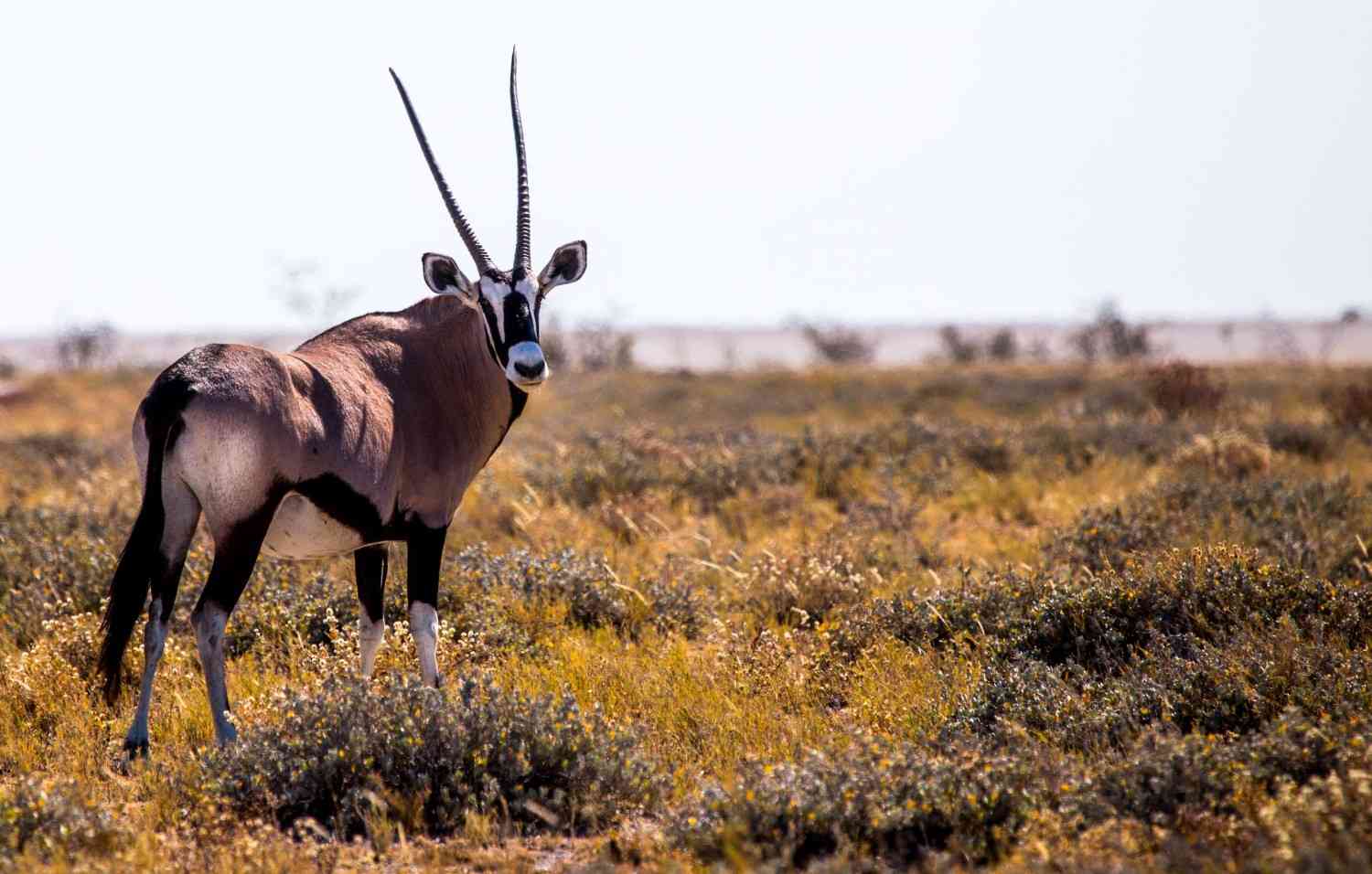 Etosha National Park Safari visual 2